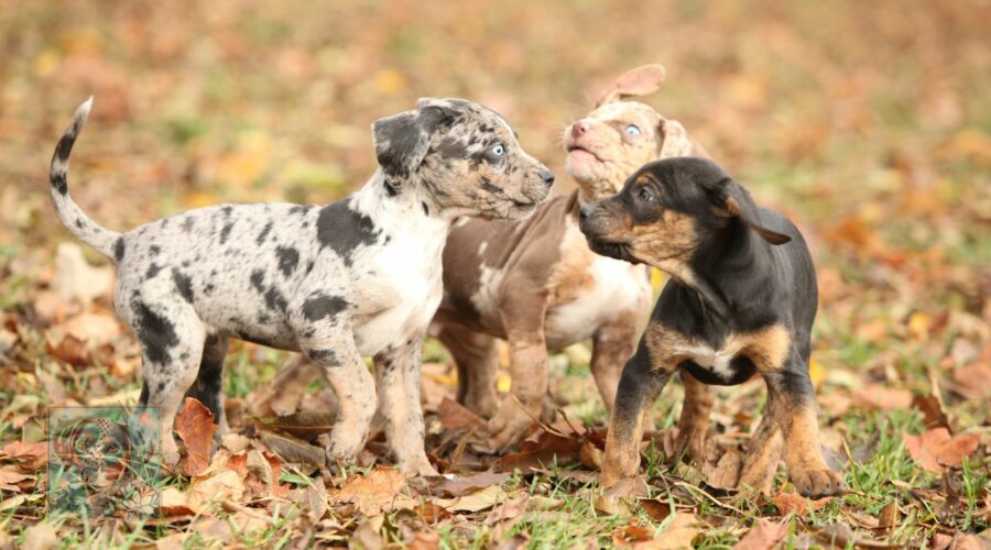 Catahoula breed history