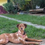 Adopt a Catahoula