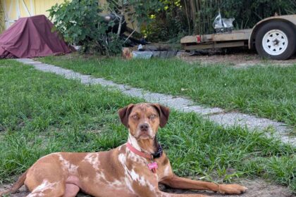Adopt a Catahoula