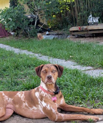 Adopt a Catahoula