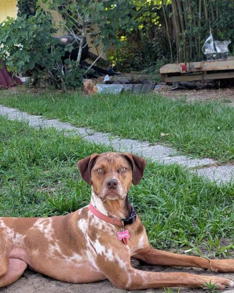 Adopt a Catahoula