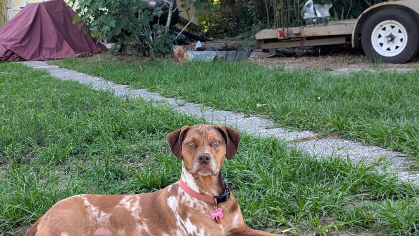 Adopt a Catahoula