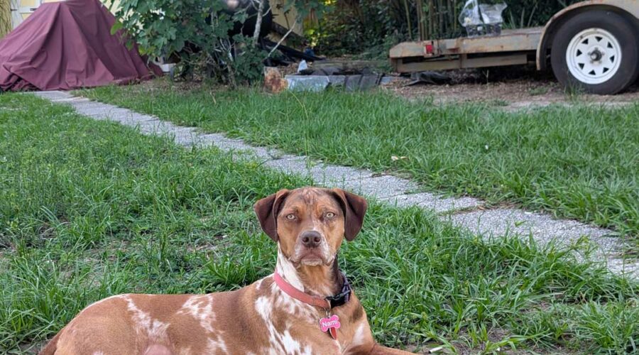 Adopt a Catahoula