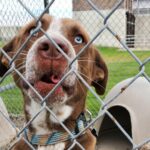 Catahoula Training
