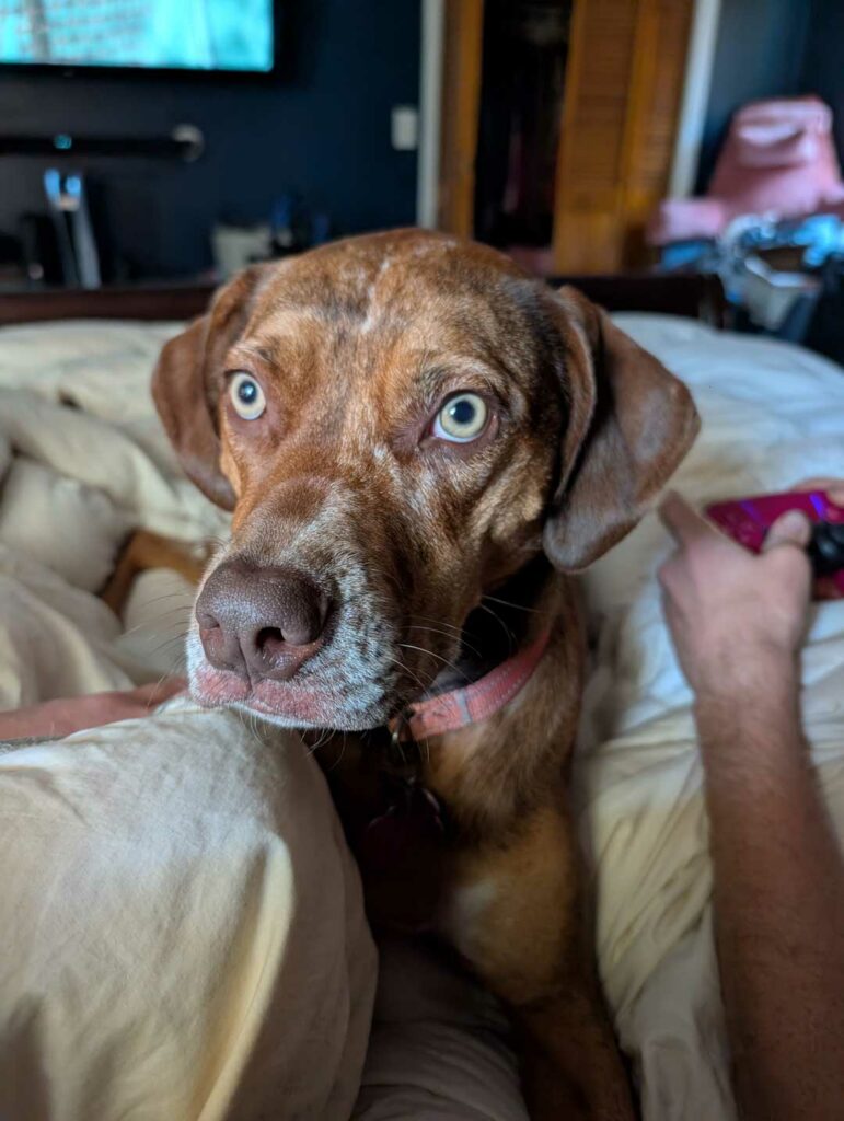 Catahoula adoption posts
