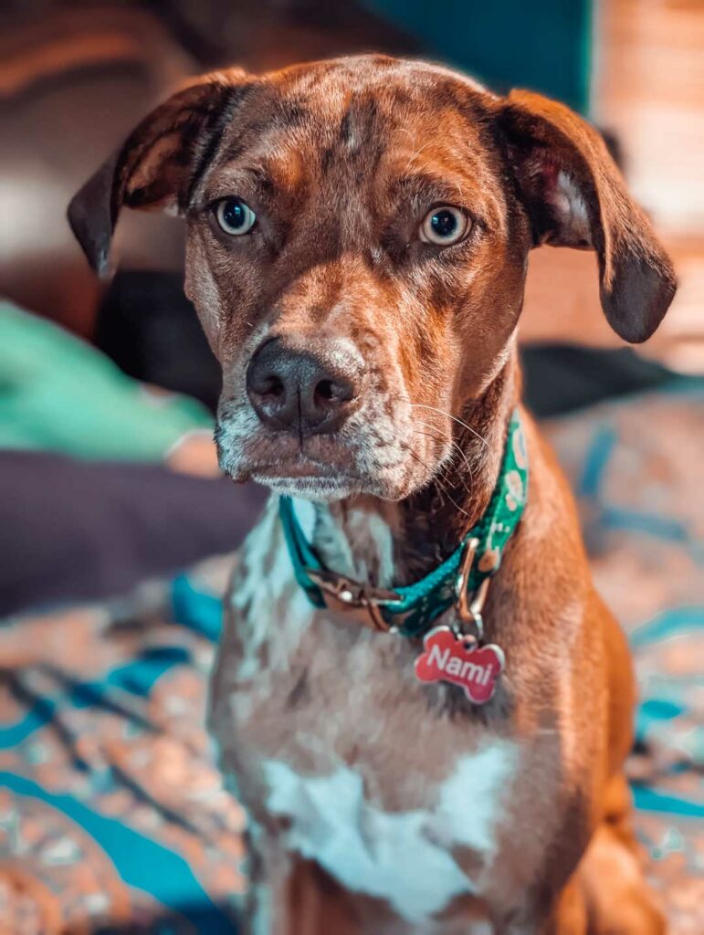 Changing the Story for Catahoulas