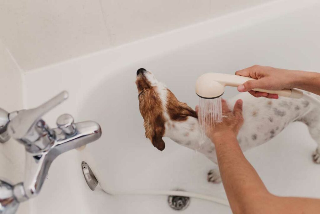 How to Bathe Your Dog at Home Without the Mess