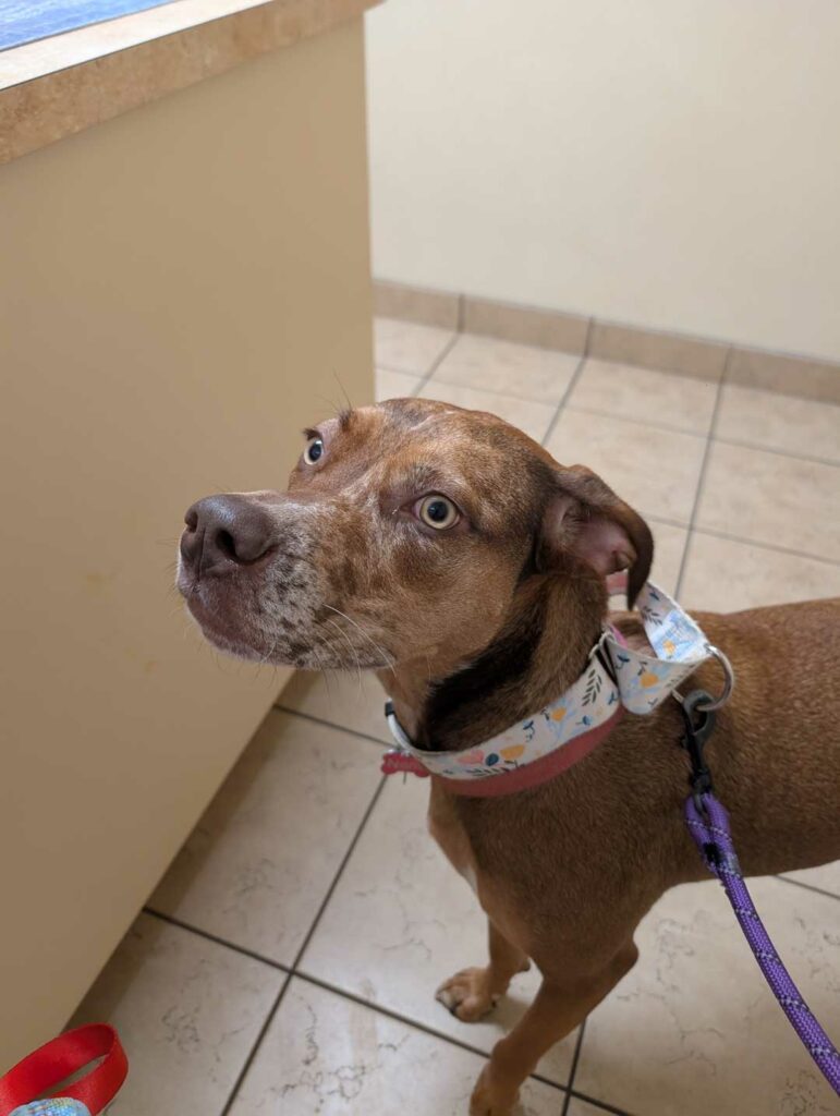 The Impact on Catahoulas