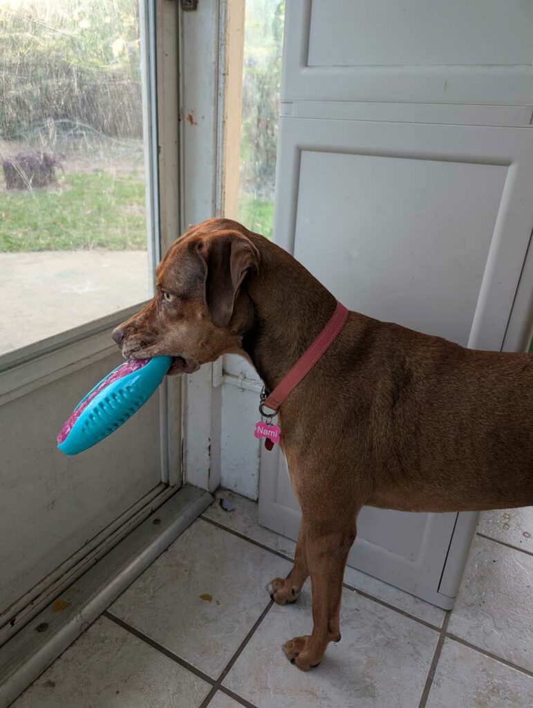 Why Do So Many Catahoulas End Up in Shelters