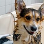 how to bathe a dog
