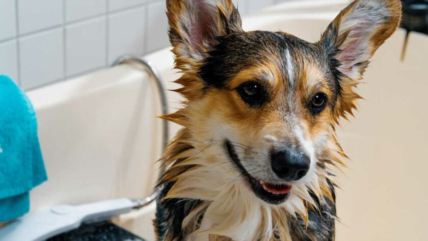 how to bathe a dog