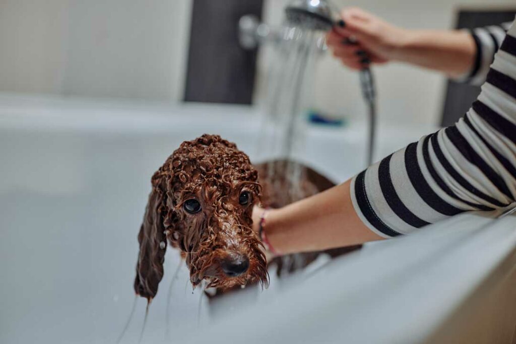 how to bathe a dog at home