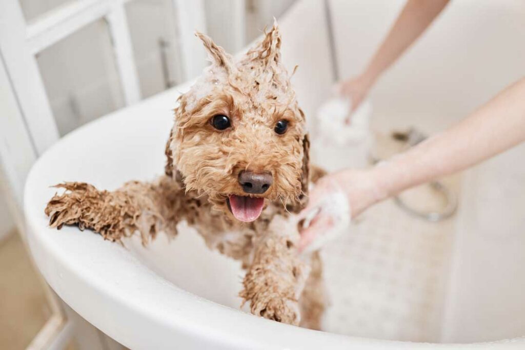 how to bathe your dog like a groomer