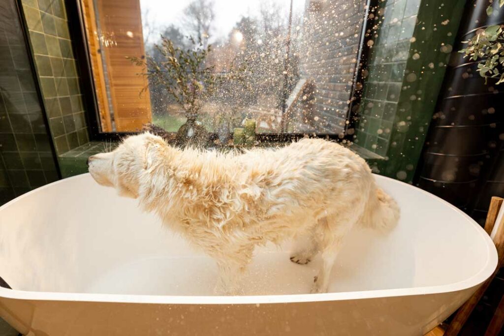 how to clean dog without bath