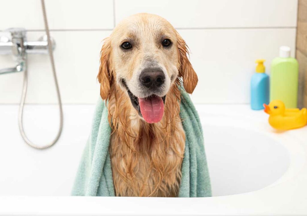 how to wash a dog in the bathtub

