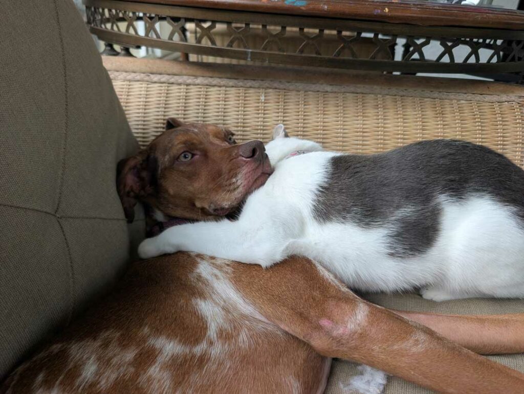 Can Catahoulas and Cats Be Friends