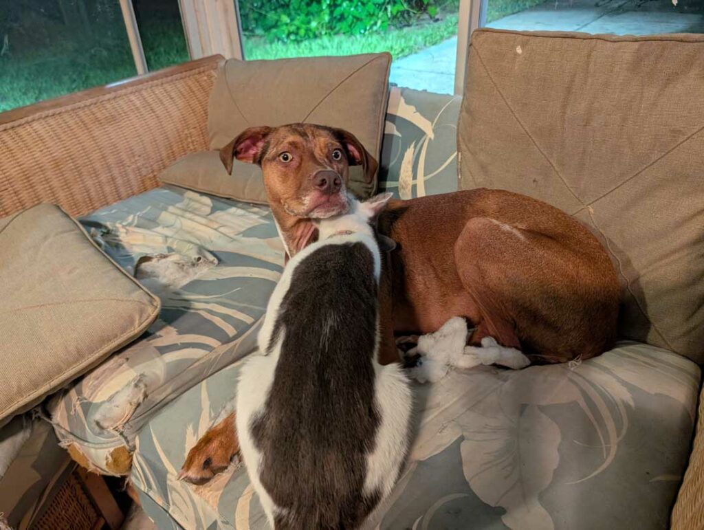Catahoulas and cats